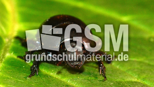 Waldmistkäfer (5).jpg